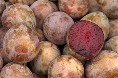 نهال آلو توسرخ