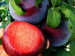 تولید نهال آلو بلک دیاموند