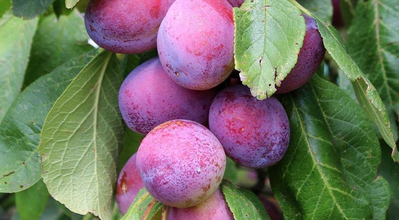 jpeg-optimizer_2-9(2)