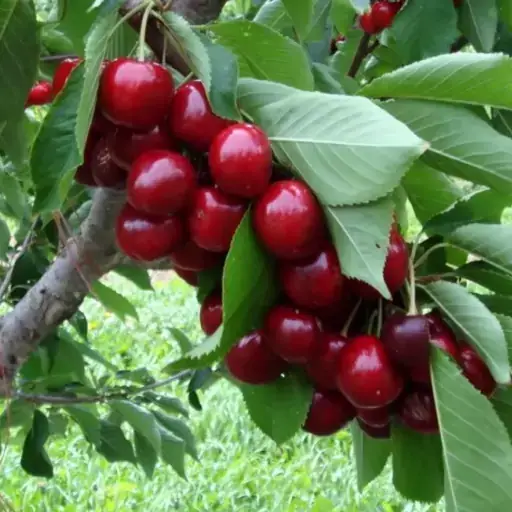 نگه داری از نهال آلبالو گیسی