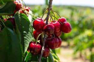 نگه داری از نهال البالو گوشواره ای