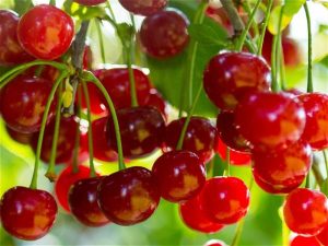 نگه داری از نهال آلبالو گیسی