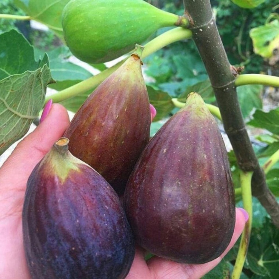 تولید نهال انجیر گلابی قرمز