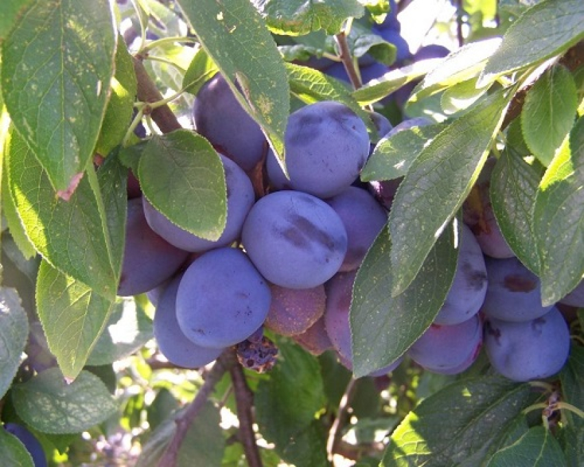 شرایط اقلیمی نهال آلو بخارا