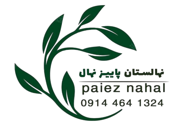 IMG_20250225_121027_885-removebg-preview